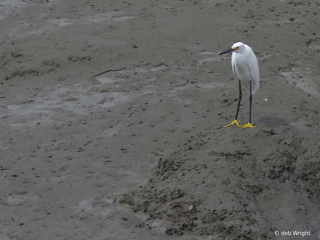 Snowy Egret