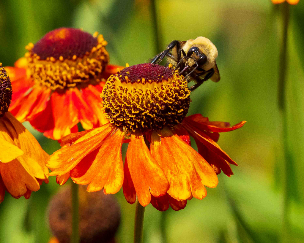 Feeding time for the Bee