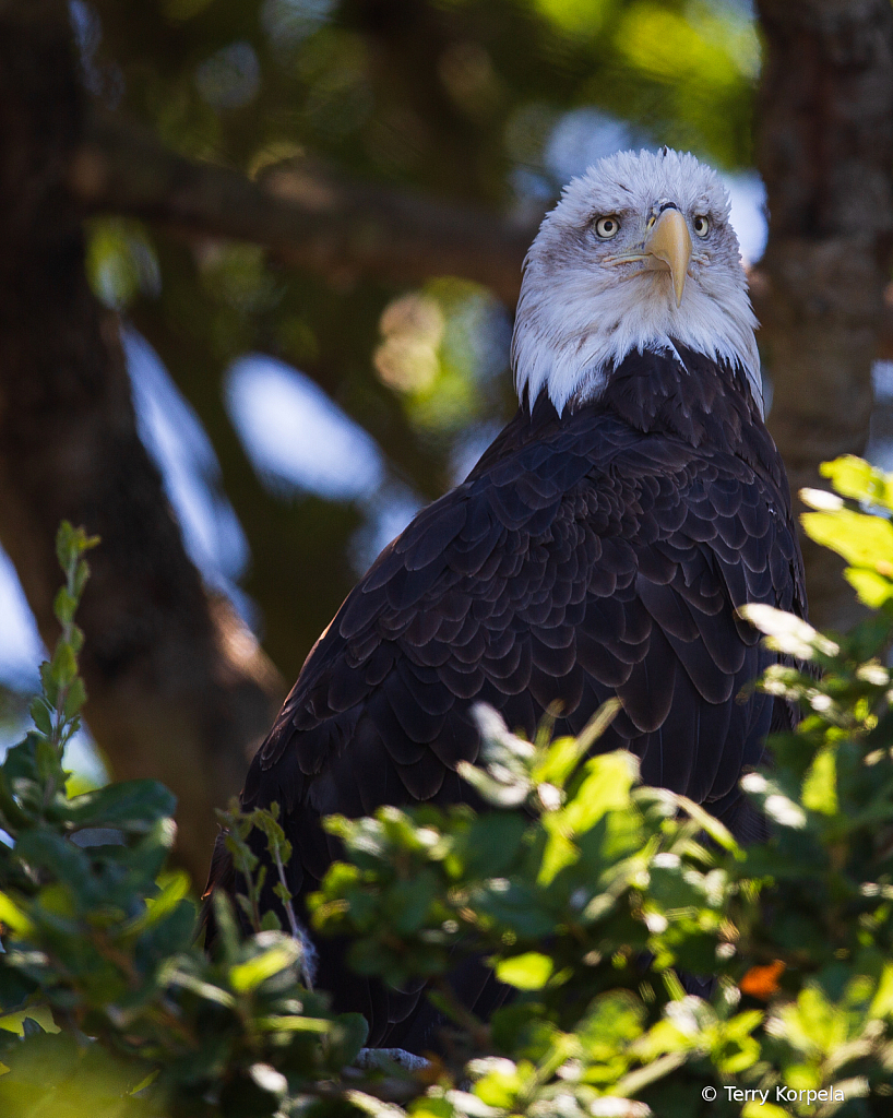 Bald Eagle