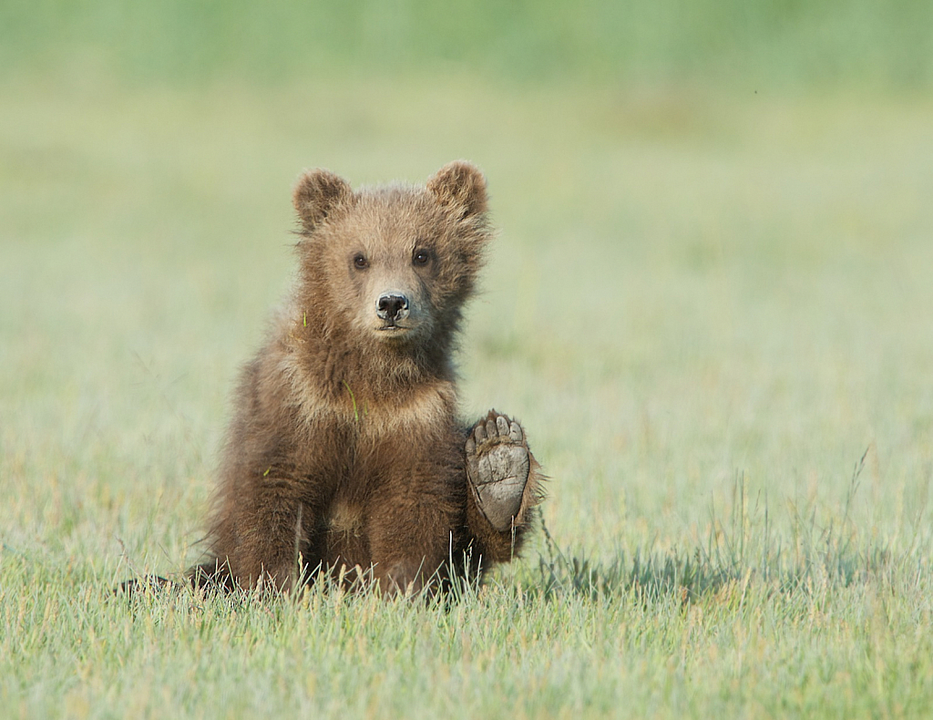 Waving Hello From Alaska