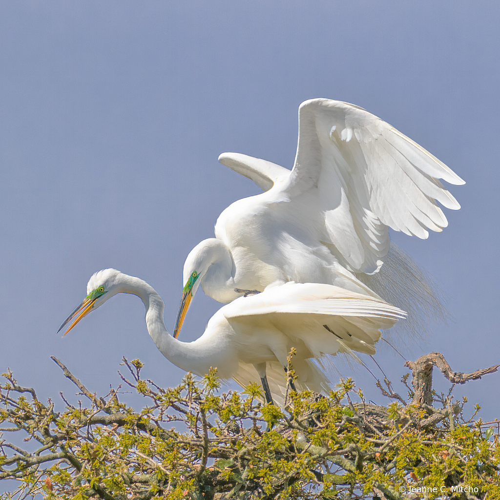 Courtship