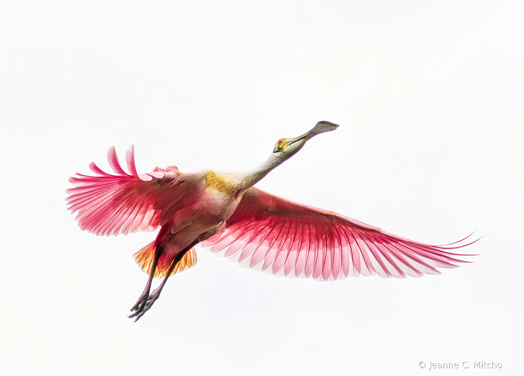 Spoonbill in Pursuit