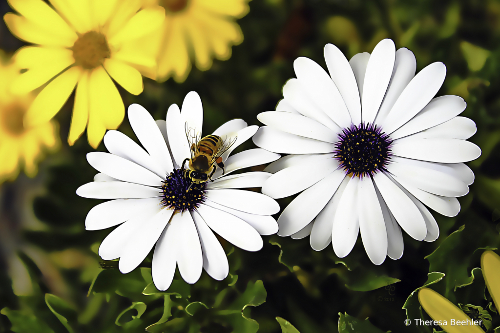 Flowers - Sweet Bee sitting on a Daisy