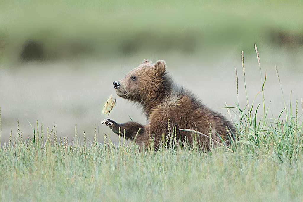 Baby Bear with Wildflower