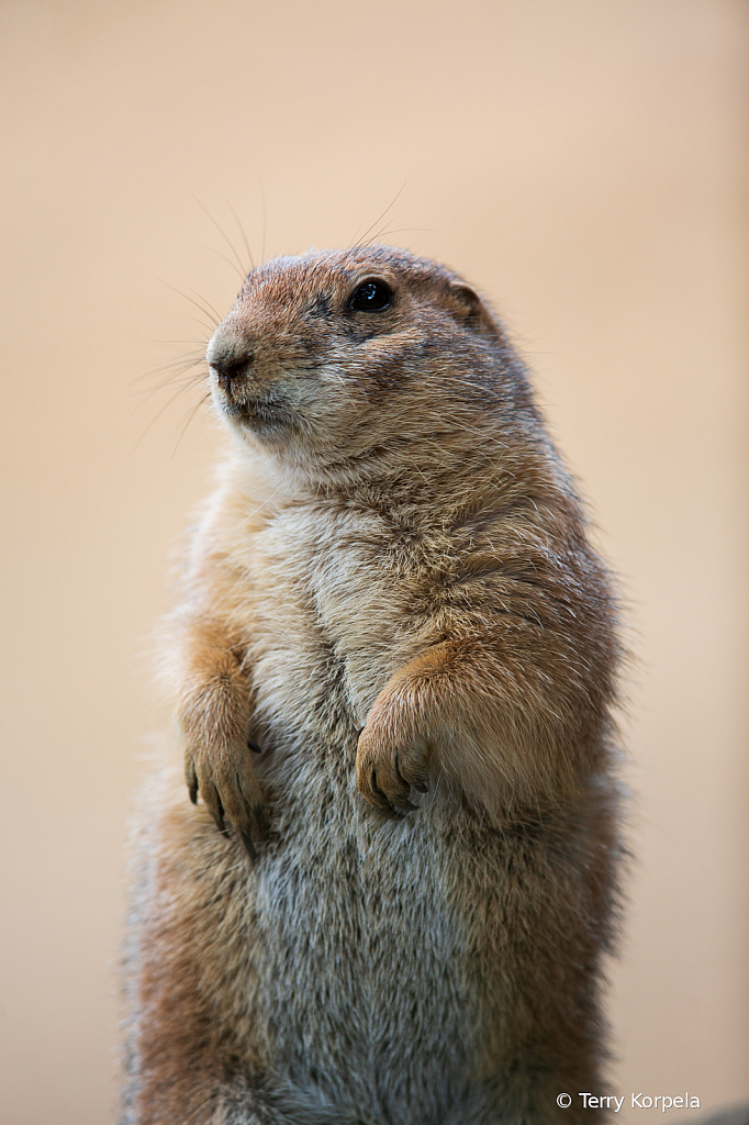 Black-tailed Prairie Dog