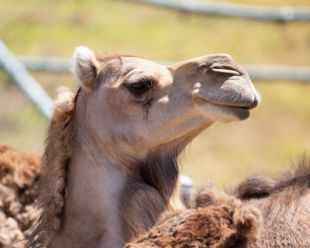 Camel Portrait