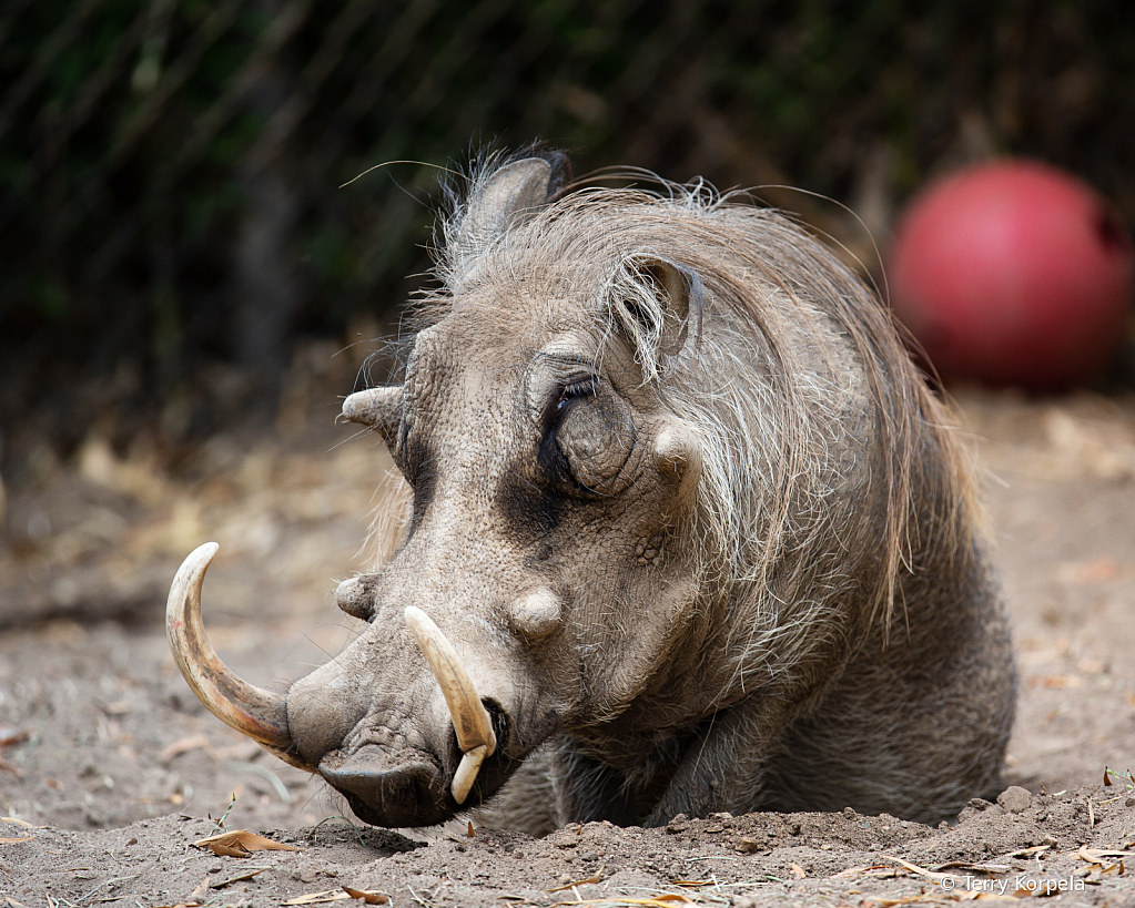 Warthog