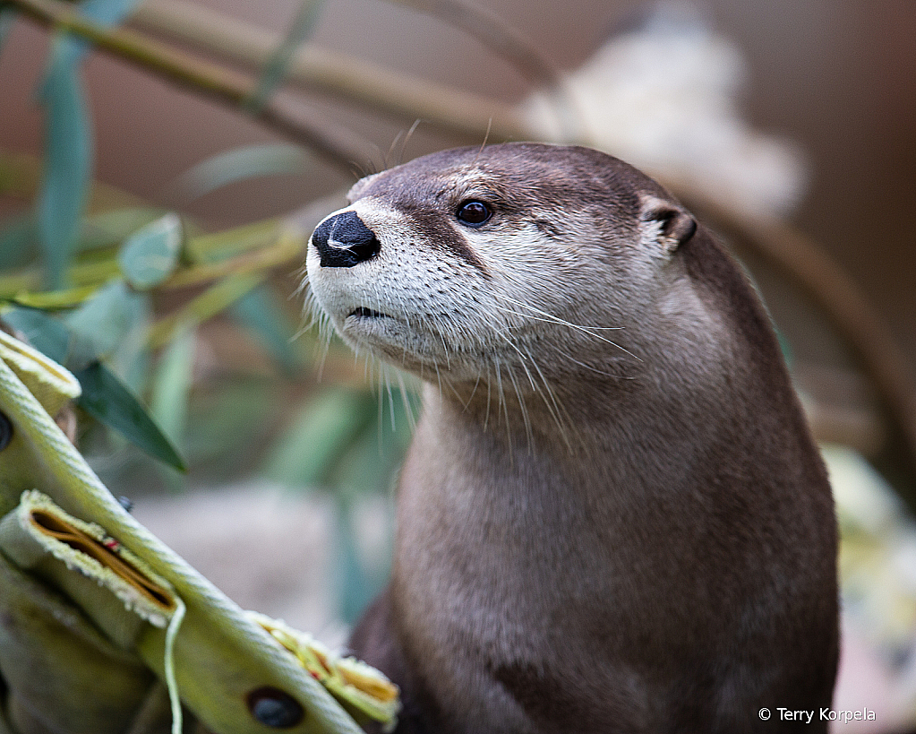 River Otter