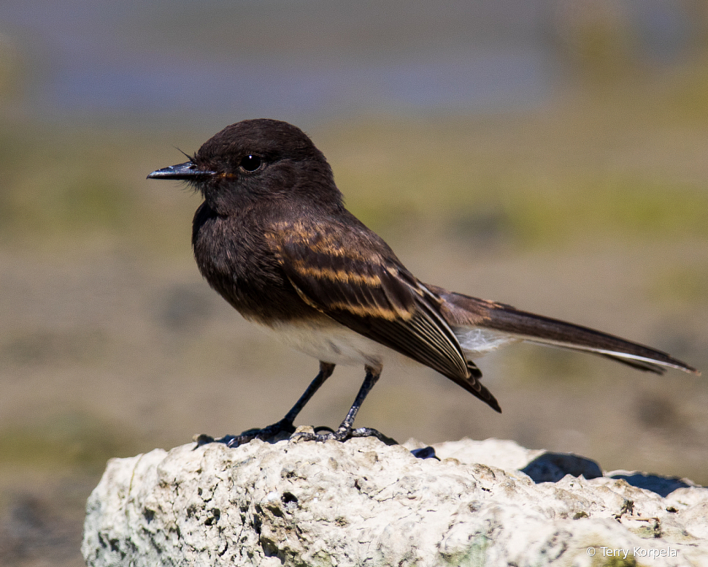 Black Phoebe