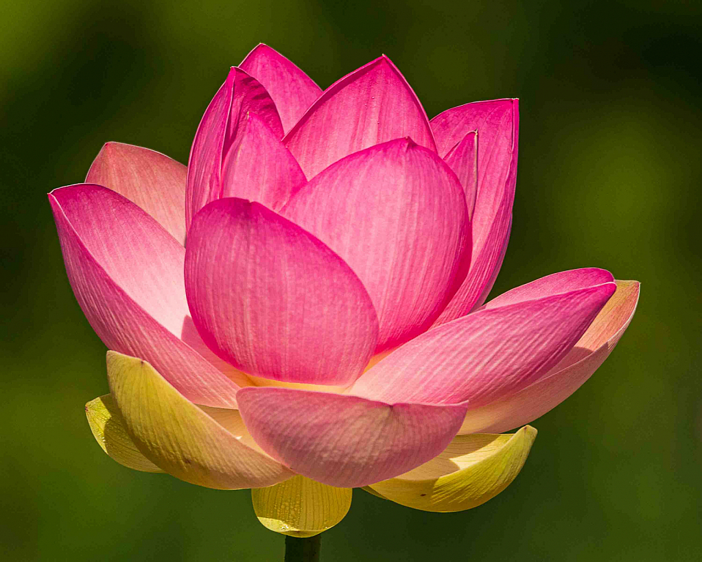 Blomming Lotus