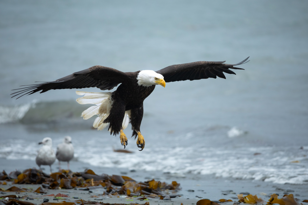 Beach Landing