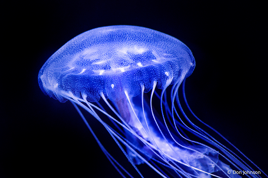 Jellyfish Macro 8-2-19 148