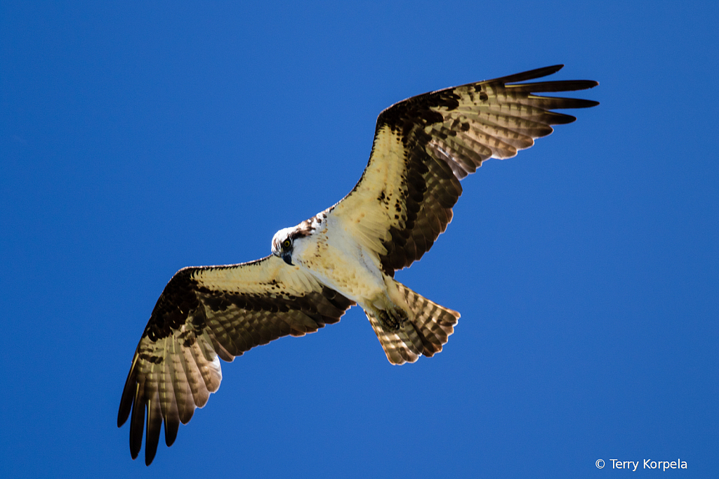 Osprey