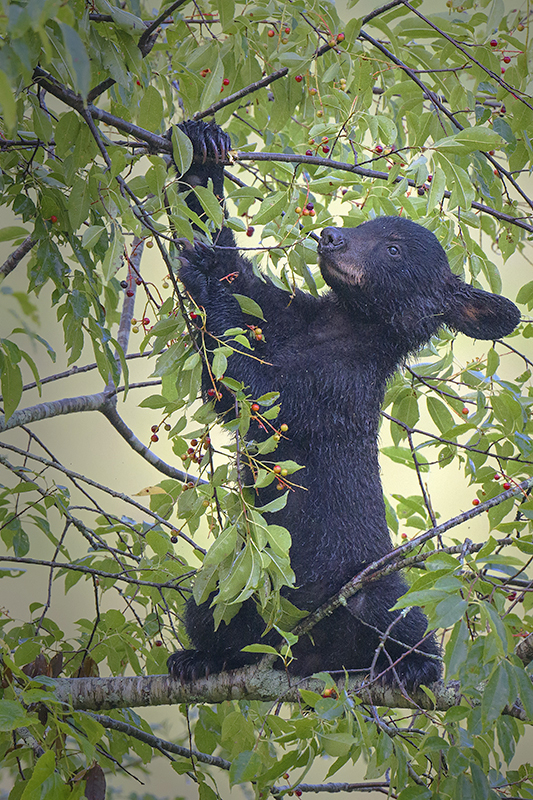 Bear Cub 19