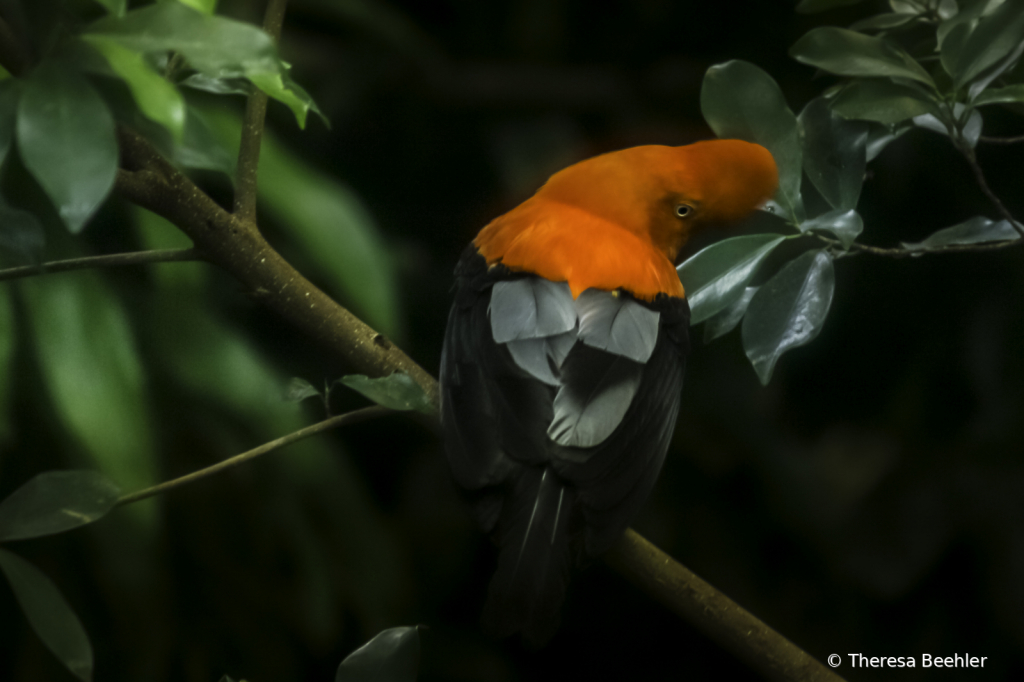 Animals - Orange headed bird