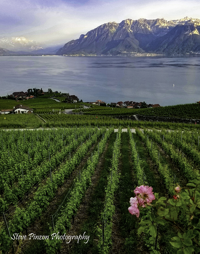 Vineyards at Lake Geneva