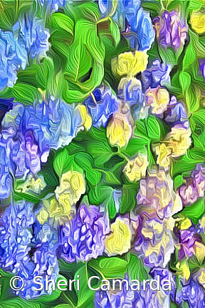 Hydrangea Blue Art