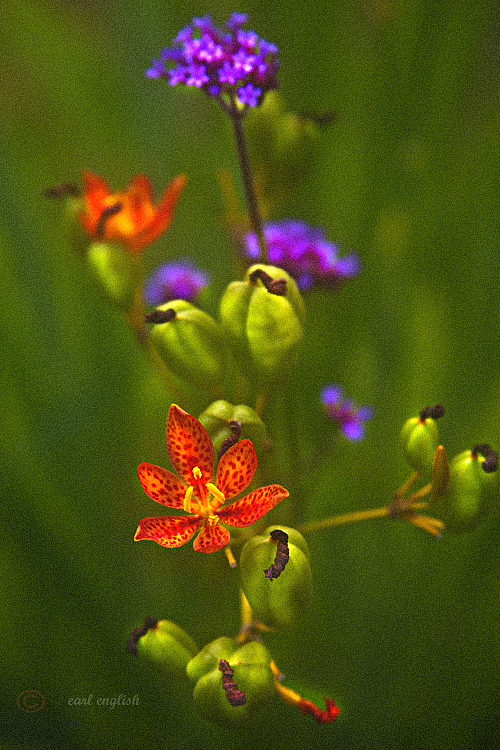 Mixed flowers 