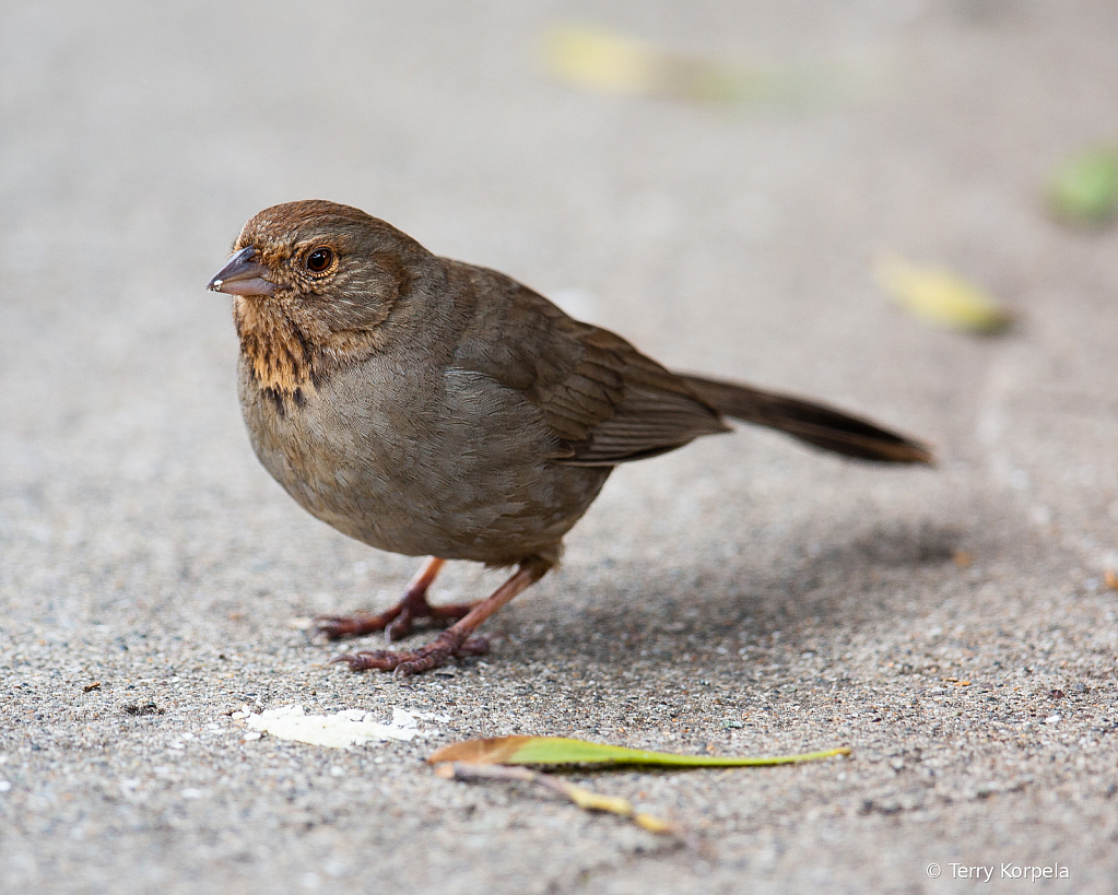 California Towhee 