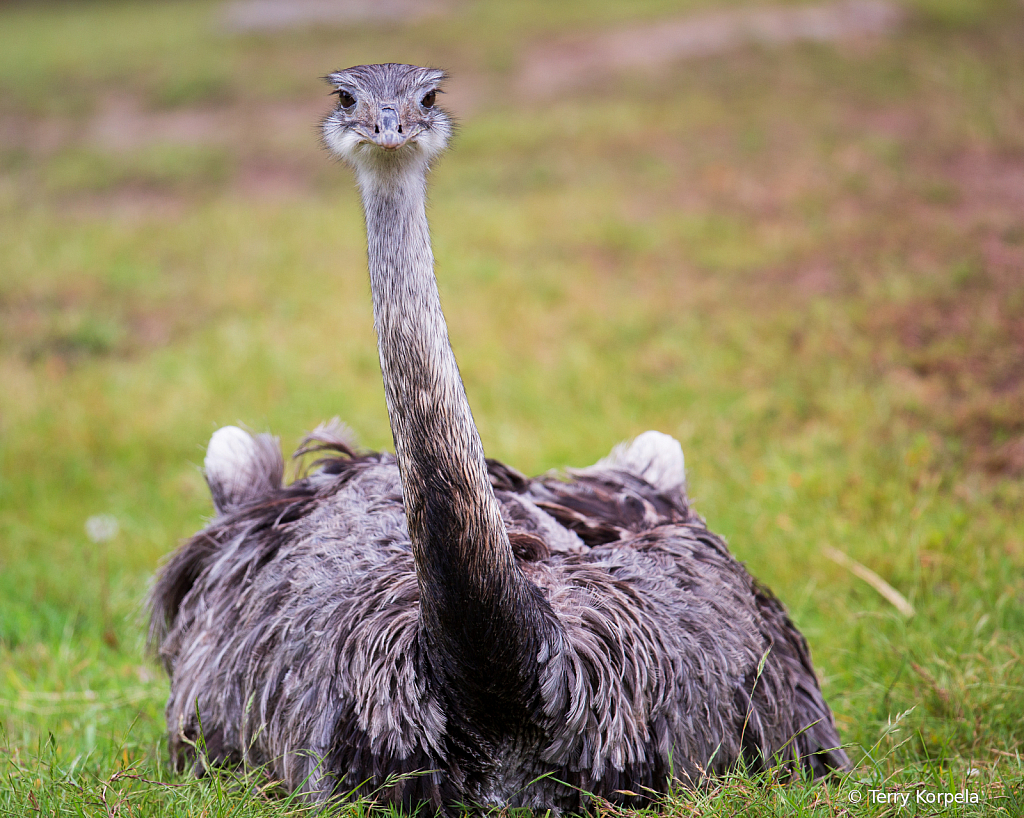 Greater Rhea