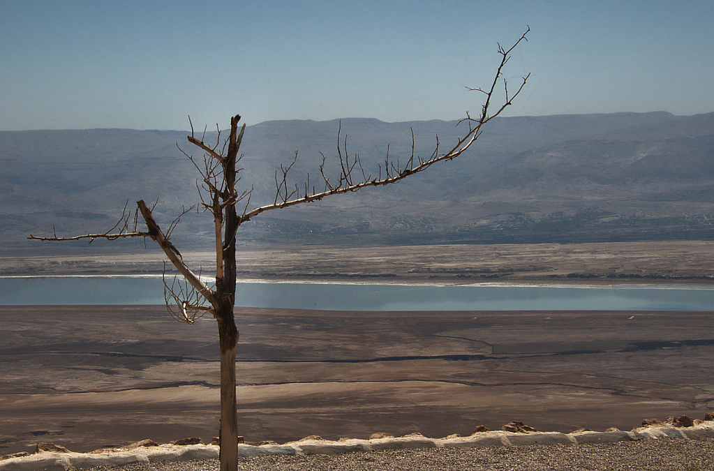 Dead Sea Dead Tree