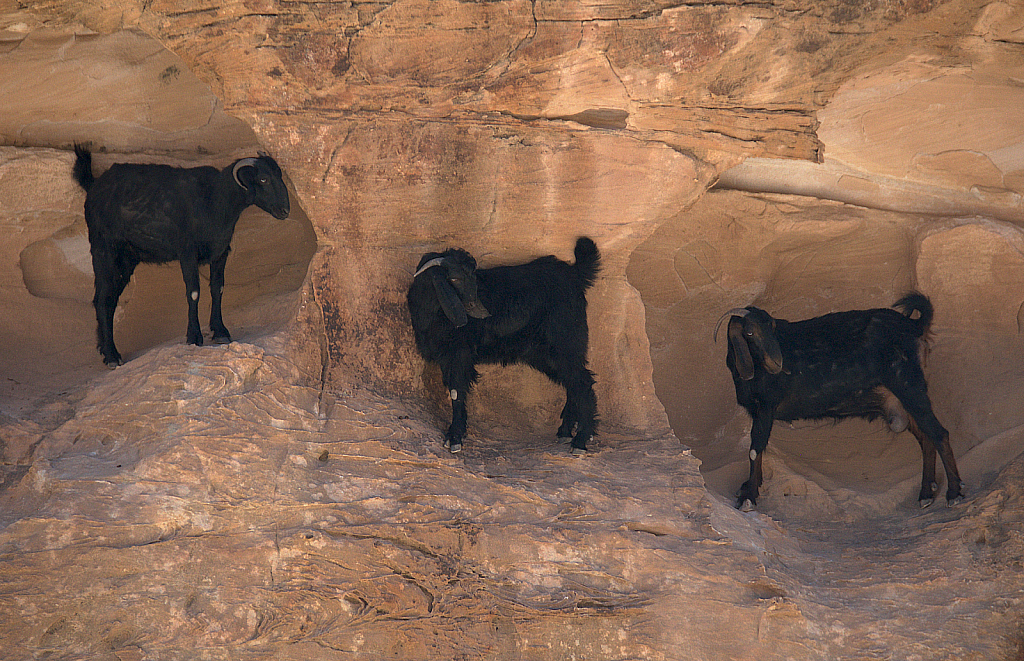 Three Goats in Petra