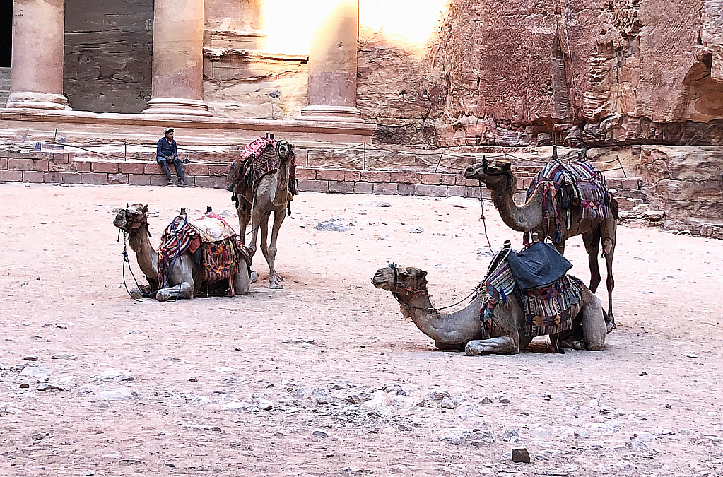 Camel Quartet at Petra