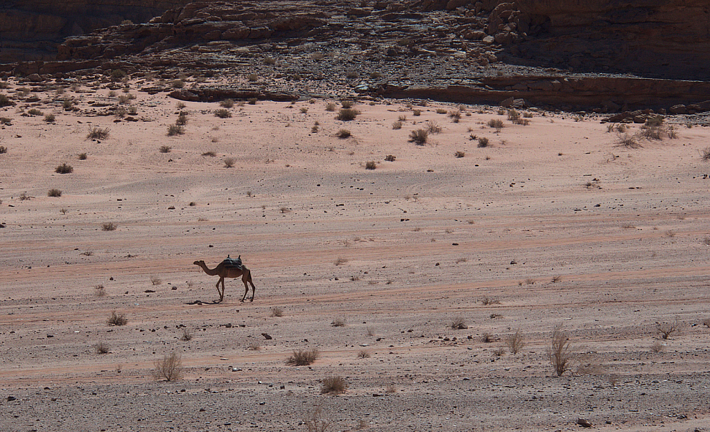 Lonely Camel at Wadi Rum  Social distansing