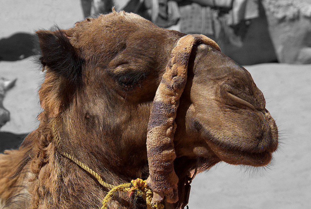 Camel Portrait