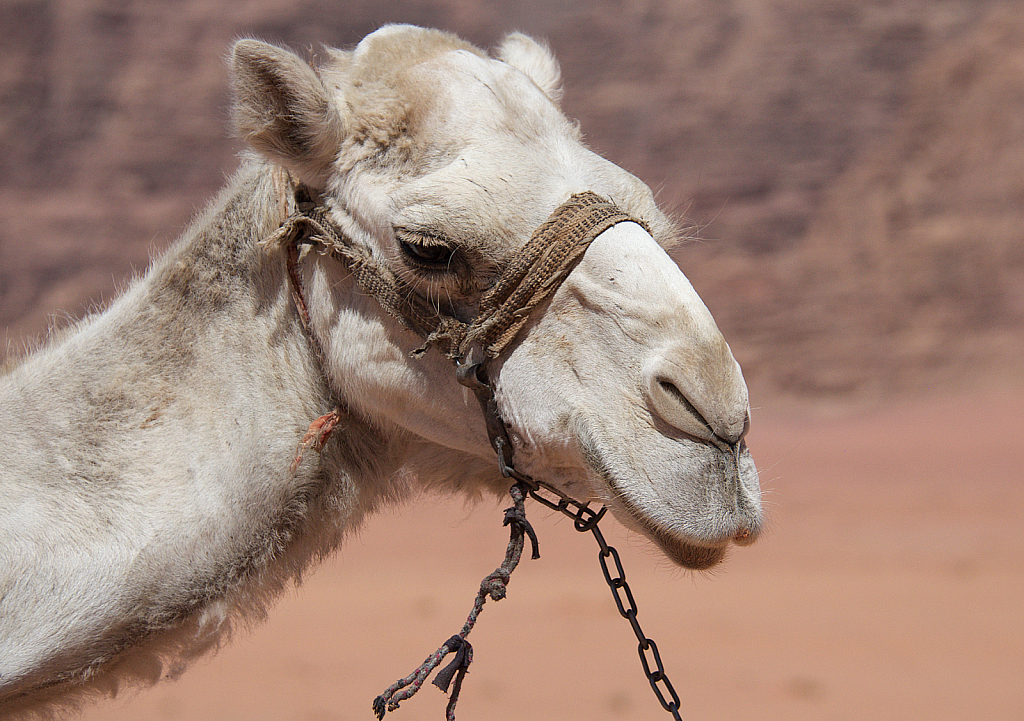 White Camel