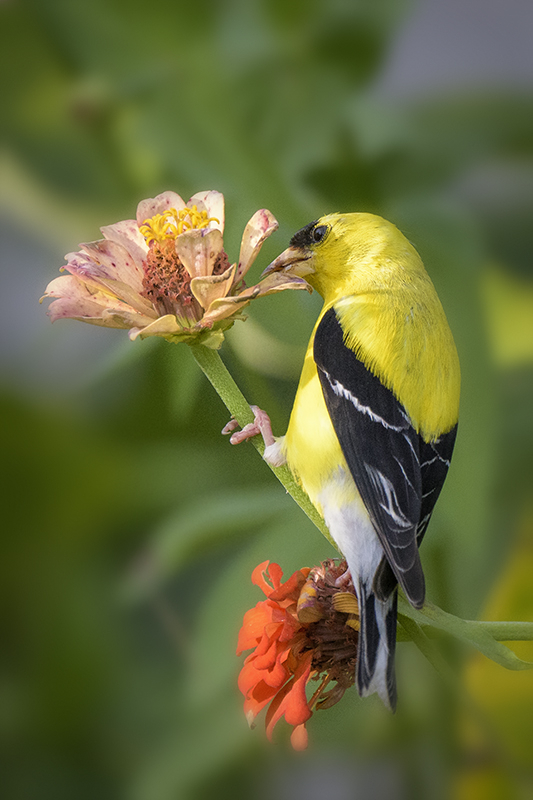 Gold Finch 11