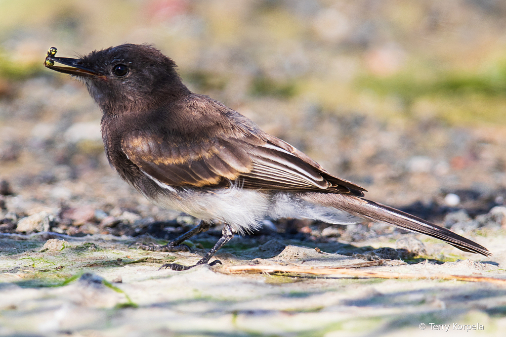 Black Phoebe with Yellow Jacket in its beak