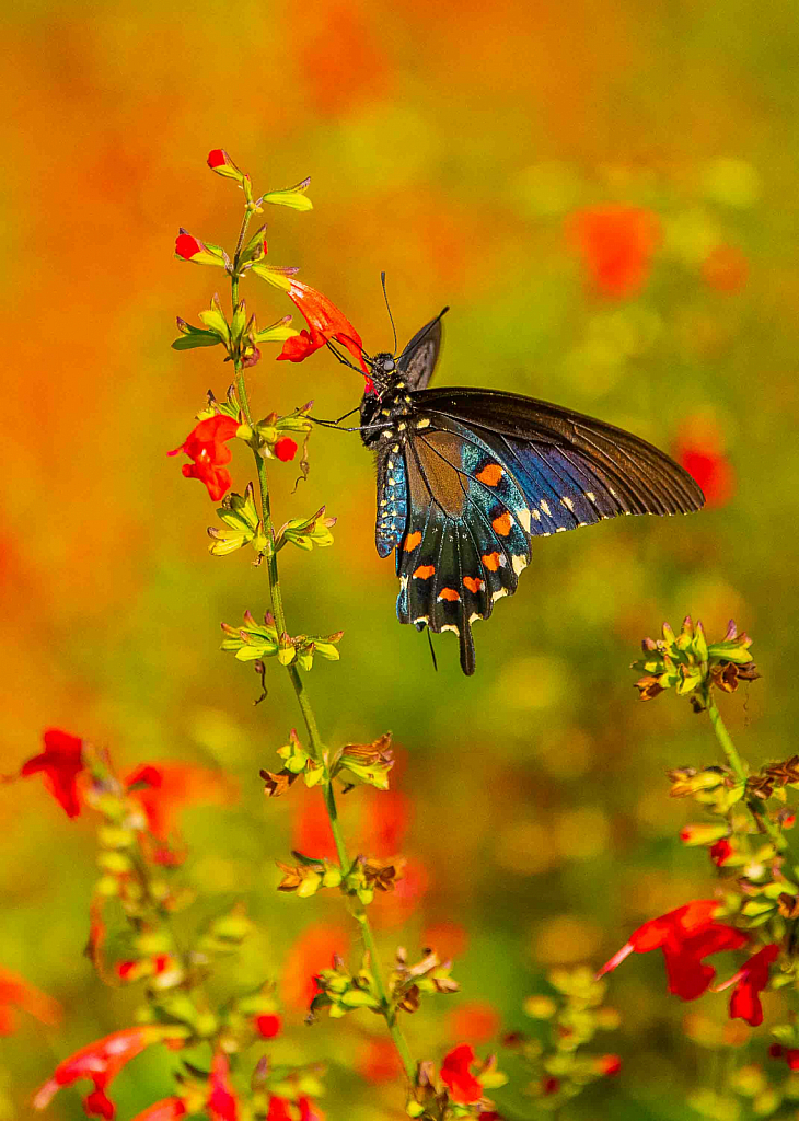 Hungry Butterfly