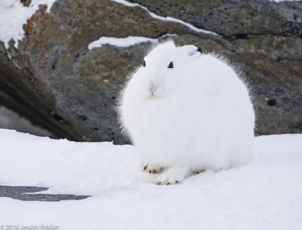 Arctic Hare