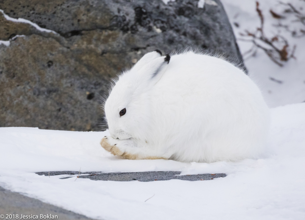 Arctic Hare