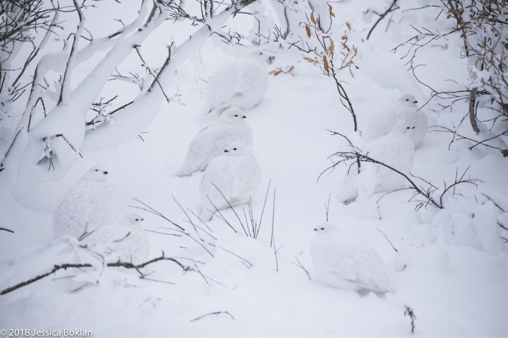 Willow Ptarmigan Covey