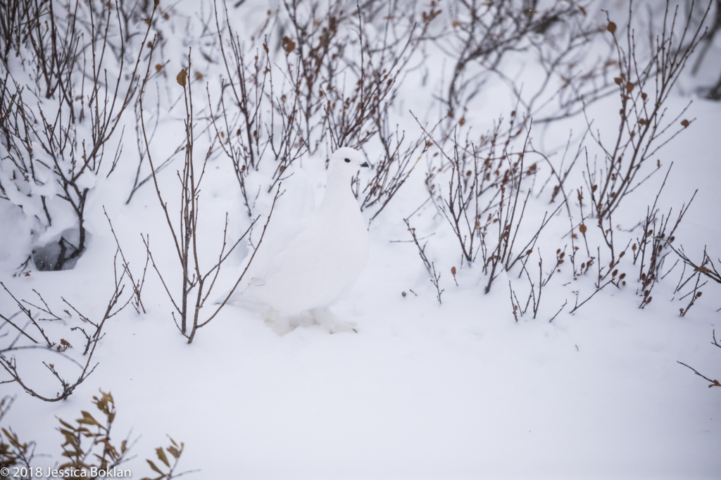 Willow Ptarmigan