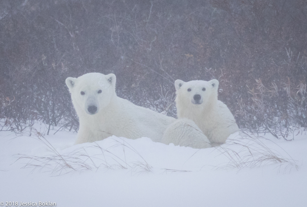 Polar Bear Mom and Cub Hunkered Down in Blizzard