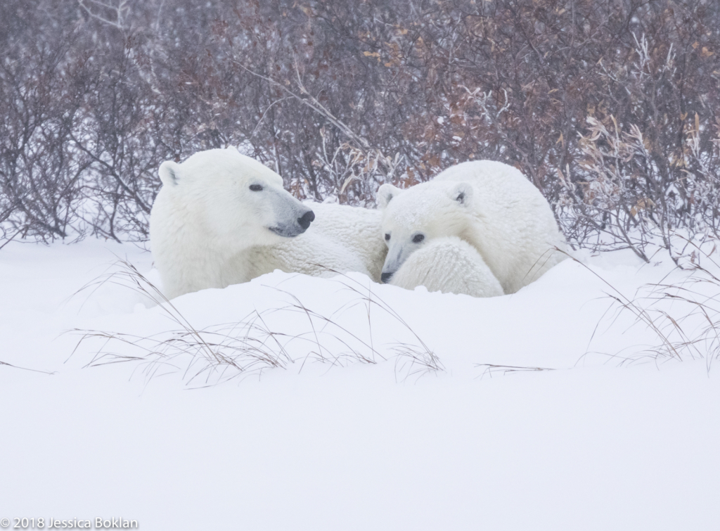 Polar Bear Mom and Cub Hunkered Down in Blizzard