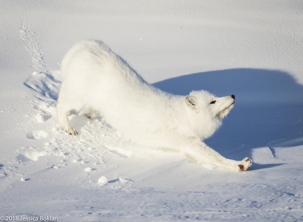 Arctic Fox Yoga