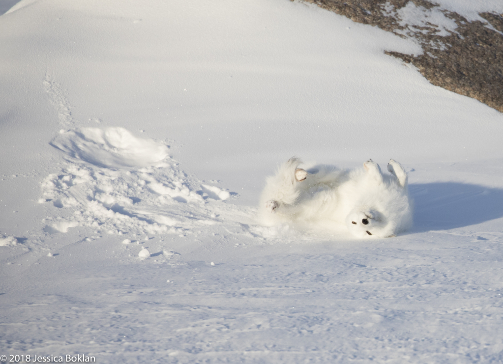 Arctic Fox Play