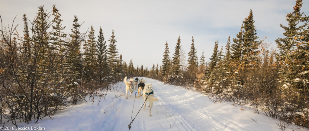 Dog Sledding through the Taiga