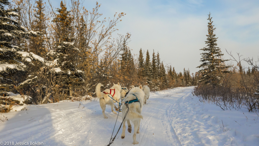 Dog Sledding through the Taiga