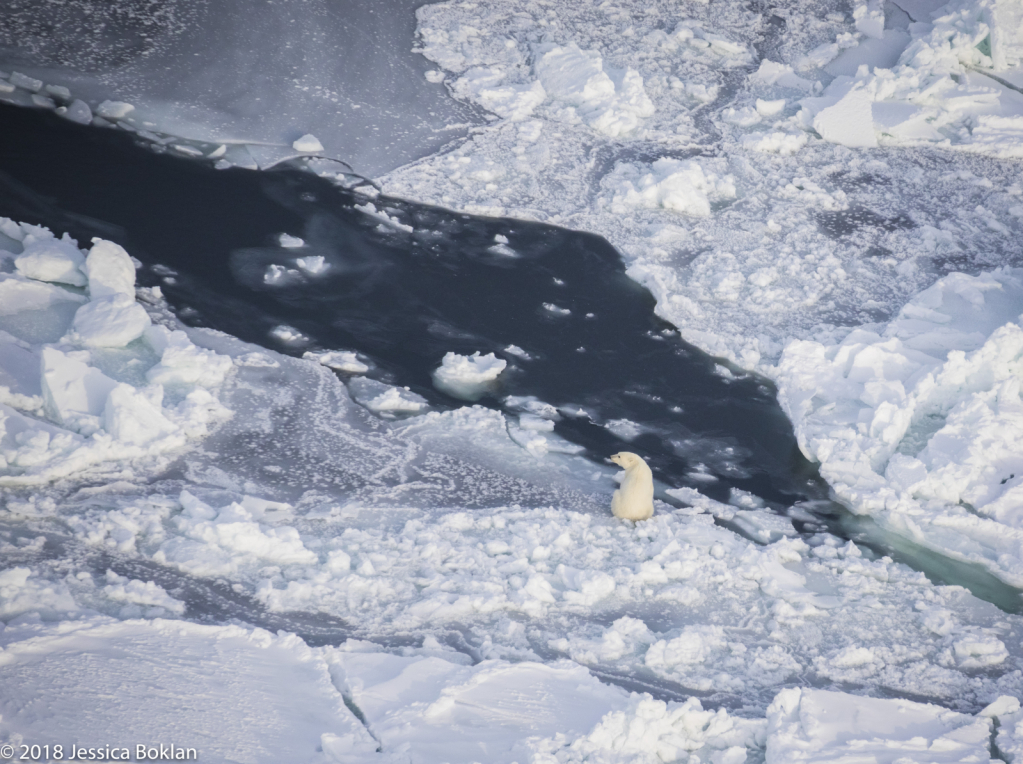 Polar Bear Hunting