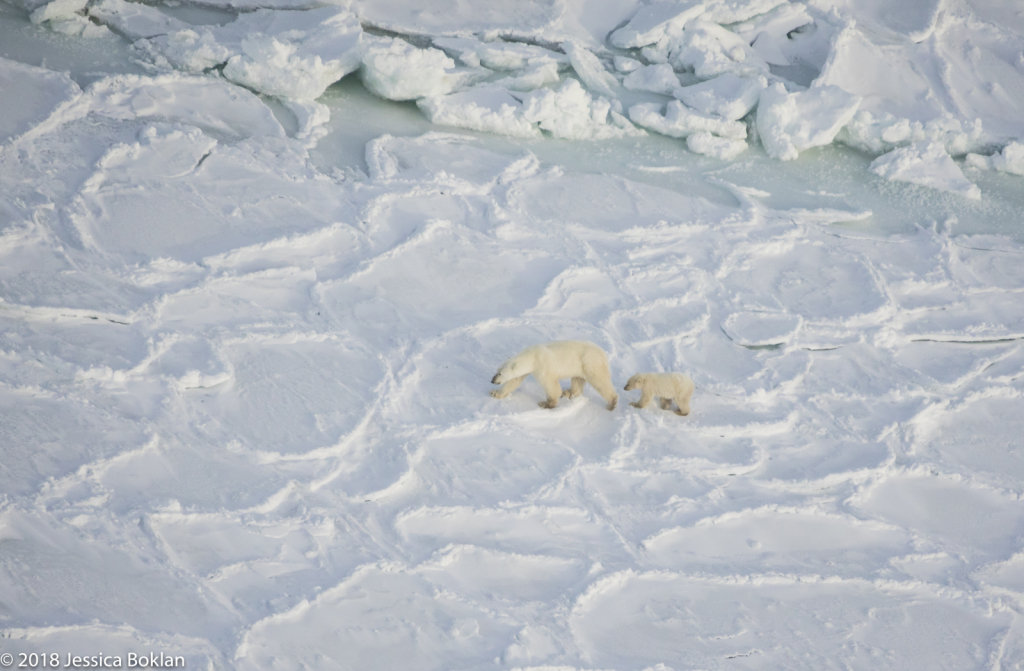 Polar Bear Mom with Cub