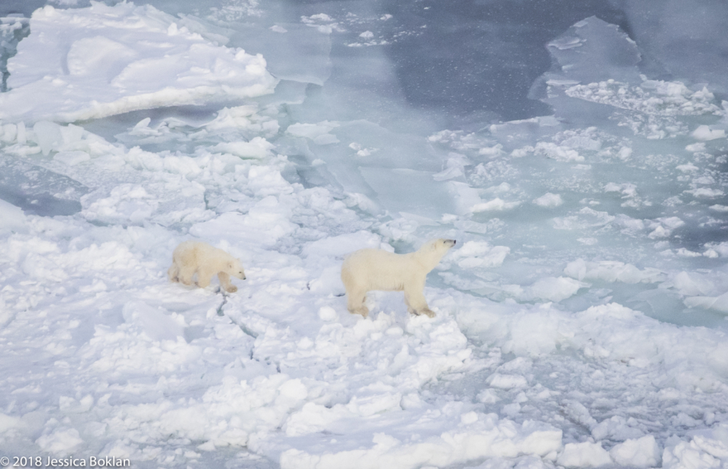 Polar Bear Mom with Cub