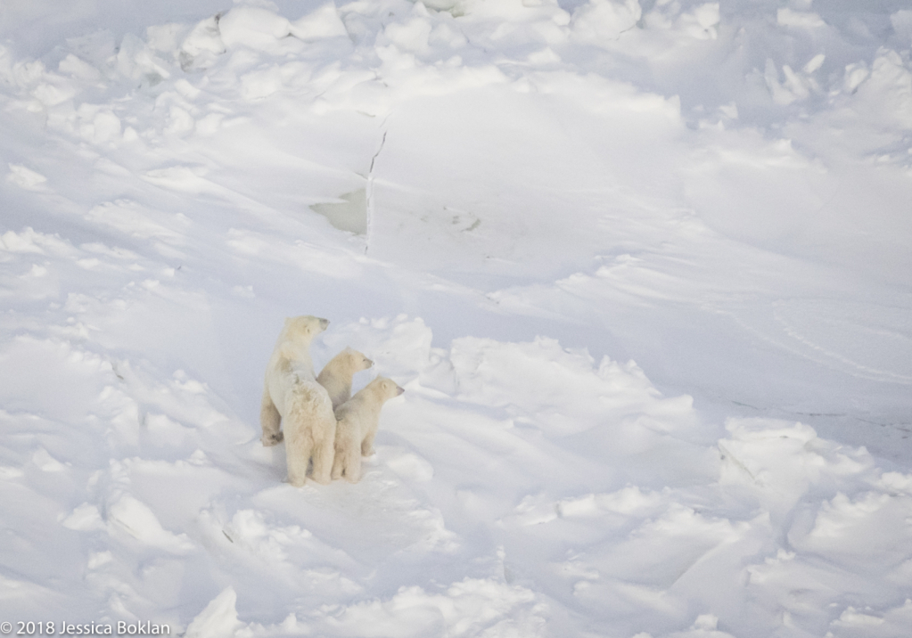 Polar Bear Mom with Cubs
