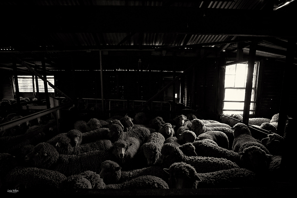 The Old Sheep Shed 1