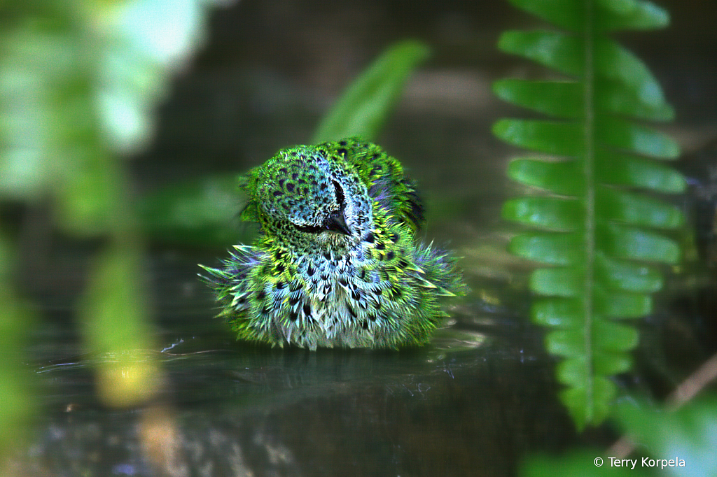 White-eared Catbird