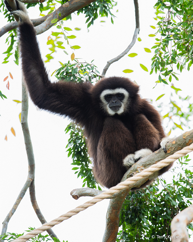 White-handed Gibbon